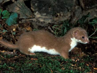 Illustration for article titled Monday Mustelid - Mustela africana Edition